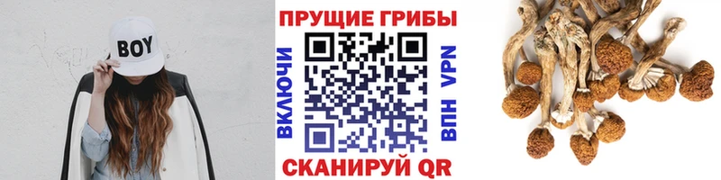 продажа наркотиков  ОМГ ОМГ маркетплейс  Псилоцибиновые грибы Magic Shrooms  Красный Кут 